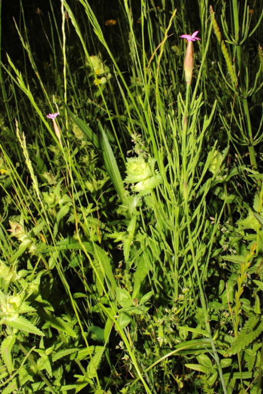 Petrorhagia da determinare
